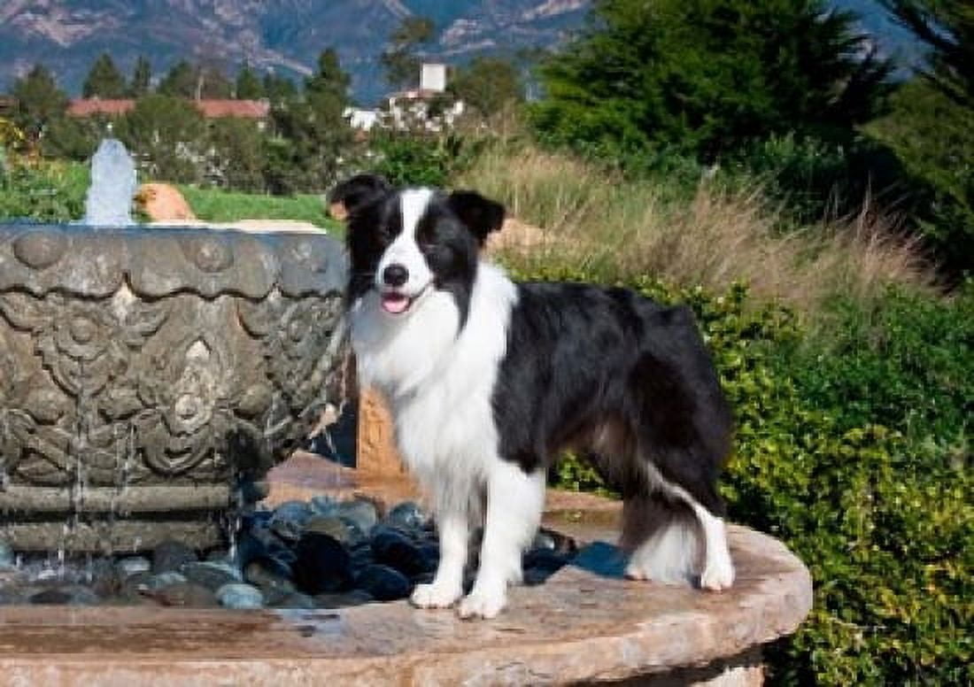 A Border Collie dog standing on a fountain Canvas Art - Zandria Muench Beraldo DanitaDelimont (36 x 24)