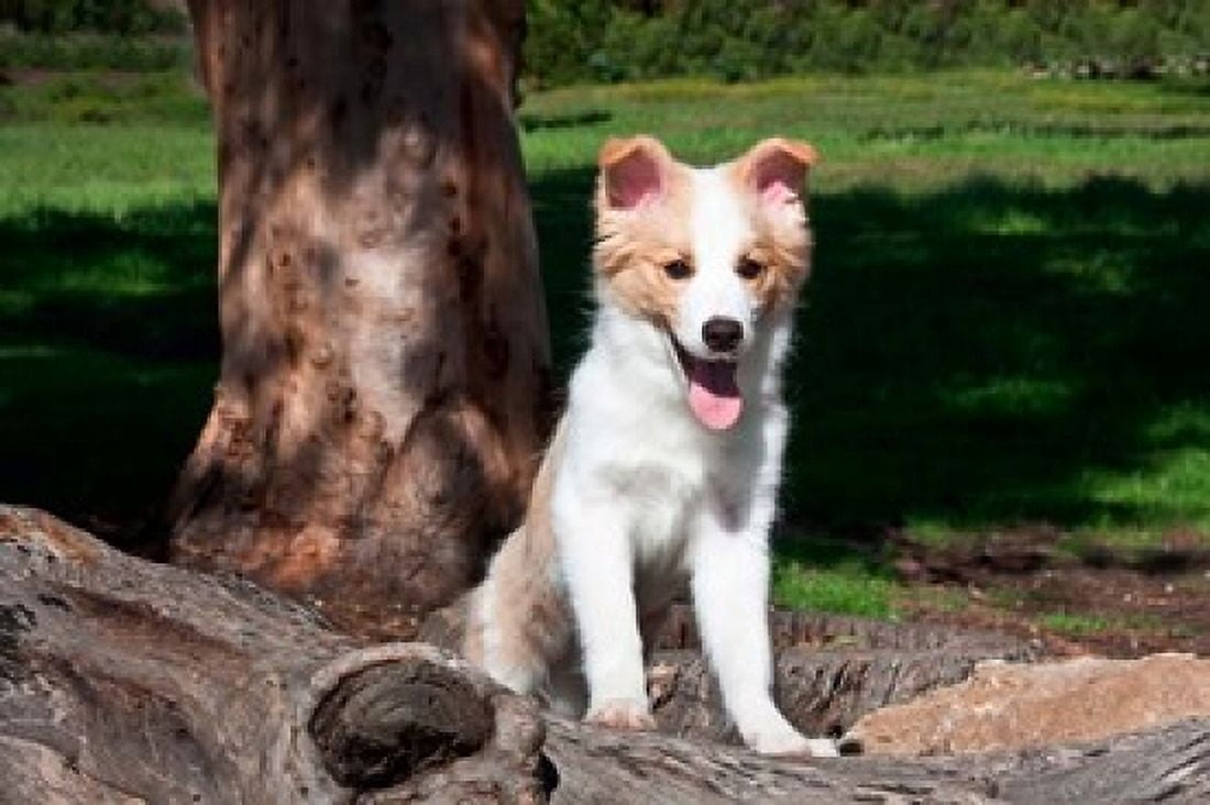 A Border Collie puppy dog by a tree Canvas Art - Zandria Muench Beraldo DanitaDelimont (24 x 16)
