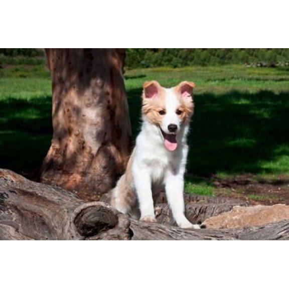 A Border Collie puppy dog by a tree Poster Print by Zandria Muench Beraldo (36 x 24)