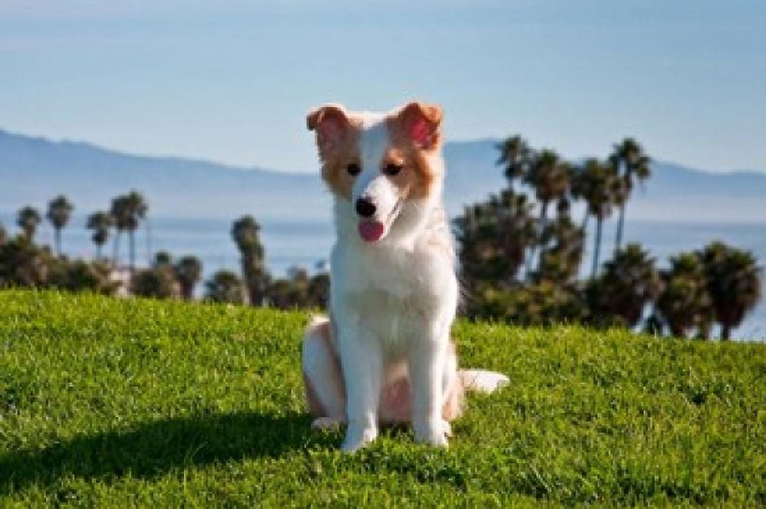 A Border Collie puppy dog in a field Canvas Art - Zandria Muench Beraldo DanitaDelimont (24 x 16)