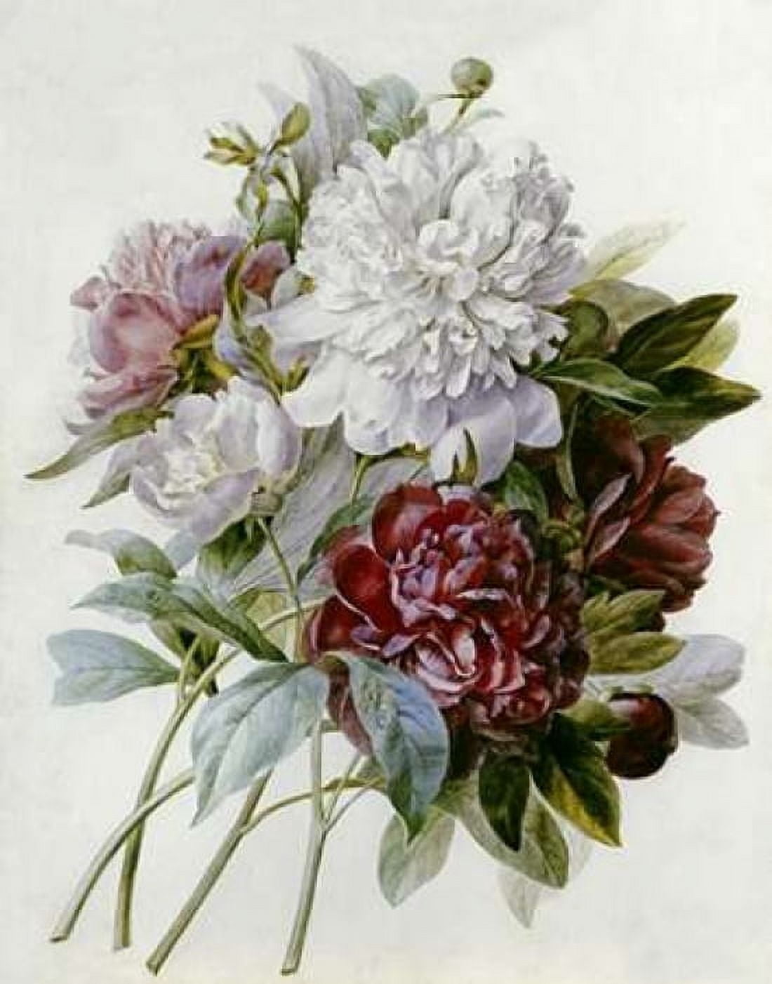 A Bouquet of Red Pink and White Peonies Canvas Art - Pierre Joseph Redoute (22 x 28)