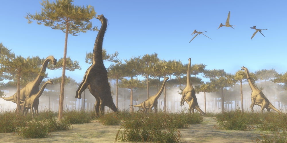 A Brachiosaurus herd grazing on treetops Canvas Art - Corey FordStocktrek Images (20 x 10)