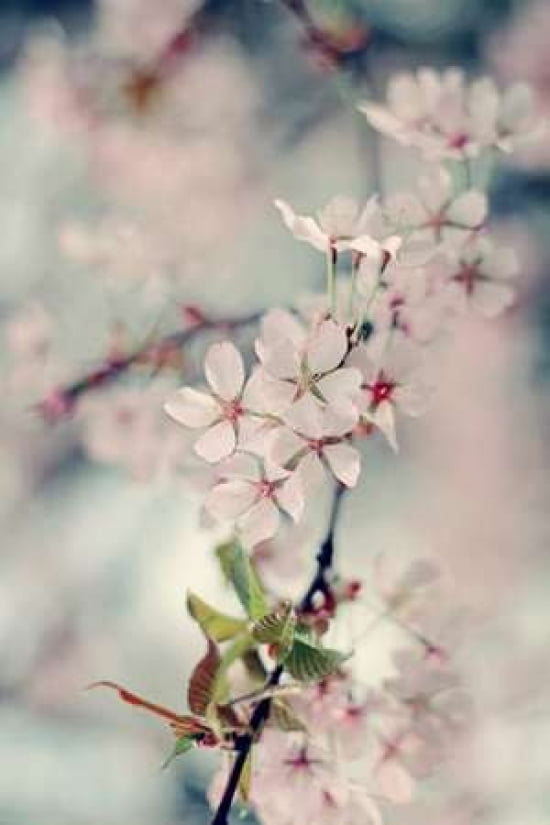 A Branch of Beauty Vertical Canvas Art - Sarah Gardner (24 x 36)