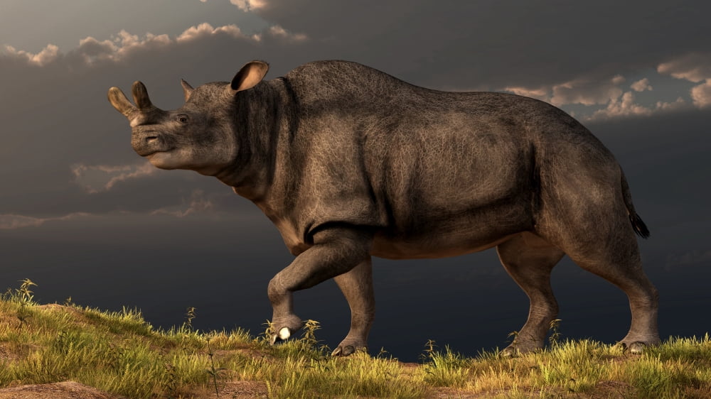 A Brontotherium walking atop a grassy hill Canvas Art - Daniel EskridgeStocktrek Images (19 x 11)