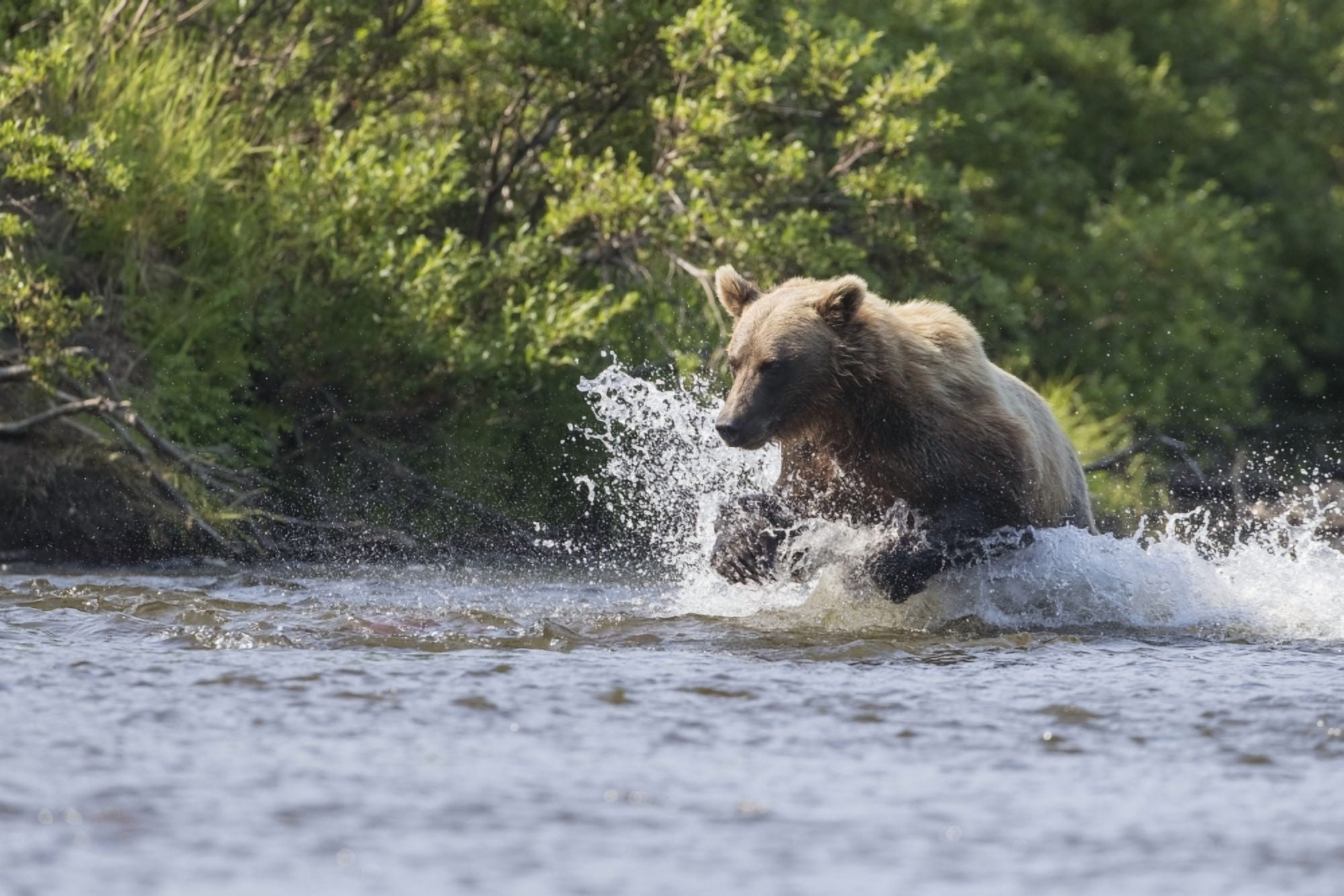 A Brown Bear Chases Sockeye Salmon In A Small Stream In Katmai National Park Alaska Canvas Art - John Hyde Design Pics (19 x 12)