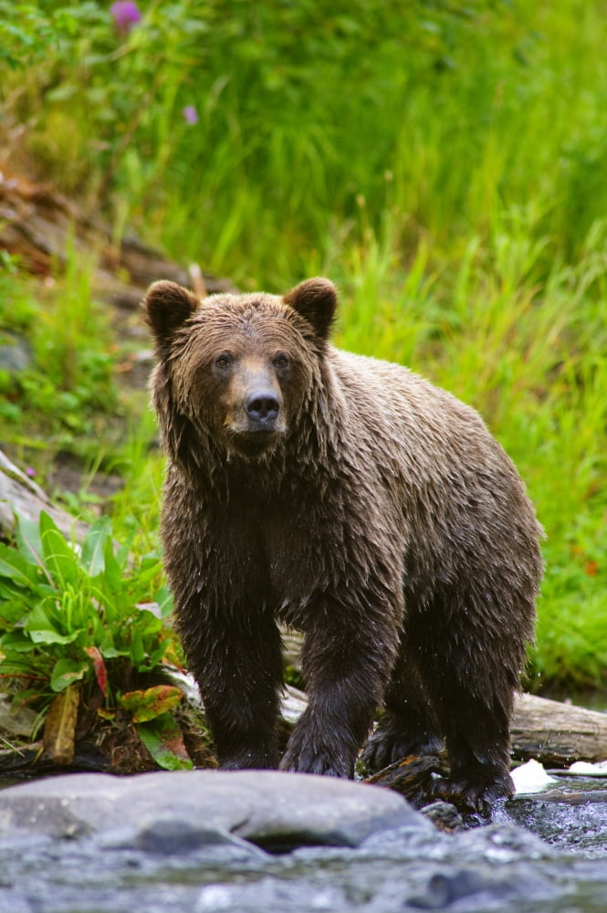 A Brown Bear Fishing For Salmon On The Russian River Kenai Peninsula Southcentral Alaska Canvas Art - Michael Jones Design Pics (22 x 34)