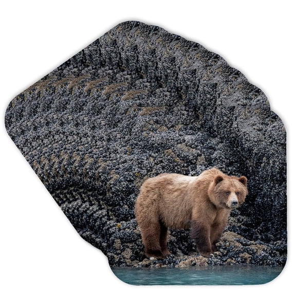 3drose, a Brown Bear Looking for Food at Low Tide, Muir Inlet, Glacier Bay., Set of 8 Coasters - Soft
