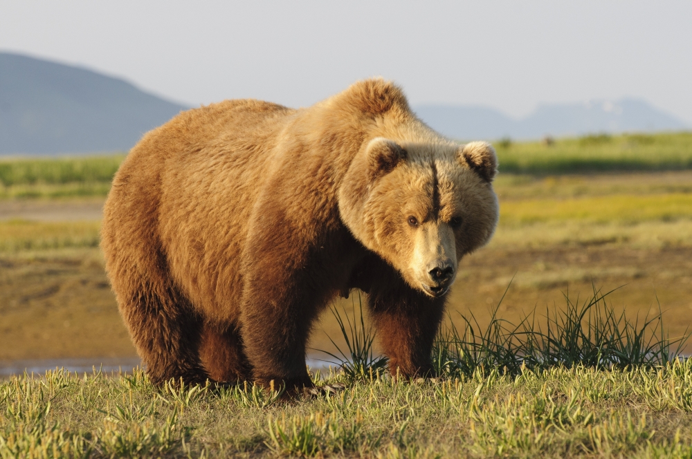 A Brown Grizzly Bear (Ursus Arctos Horribilis) Alaska United States Of America Canvas Art - Deb Garside Design Pics (38 x 24)