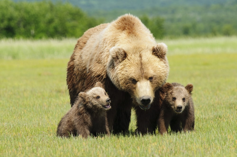A Brown Grizzly Bear (Ursus Arctos Horribilis) With Cubs Alaska United States Of America Canvas Art - Deb Garside Design Pics (38 x 24)