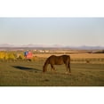 thumbnail image 1 of A Brown Horse Grazing In A Field In Autumn With A Red Barn And Mountains In The, 1 of 3