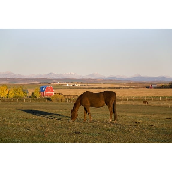 A Brown Horse Grazing In A Field In Autumn With A Red Barn And Mountains In The