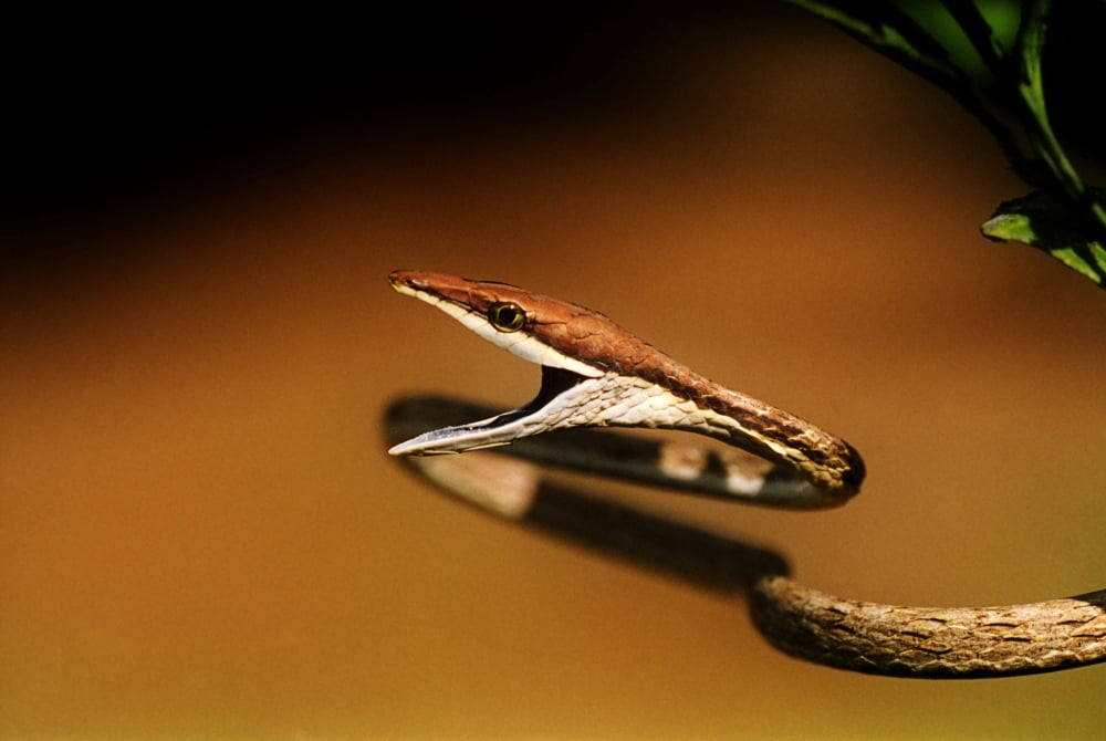 A Brown Vine Snake With Its Mouth Open Canvas Art - Jack Goldfarb Design Pics (34 x 22)