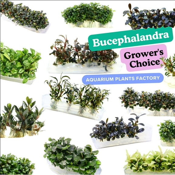 A Bucephalandra Species Vitro Culture Premium Full Bag [Grower's Choice] Aquarium Plants Factory
