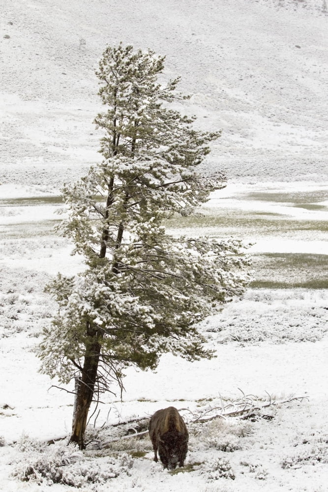 A Buffalo Alone In A Winter Landscape In Lamar Valley In Yellowstone National Park Wyoming Usa Canvas Art - Richard Wear Design Pics (26 x 40)