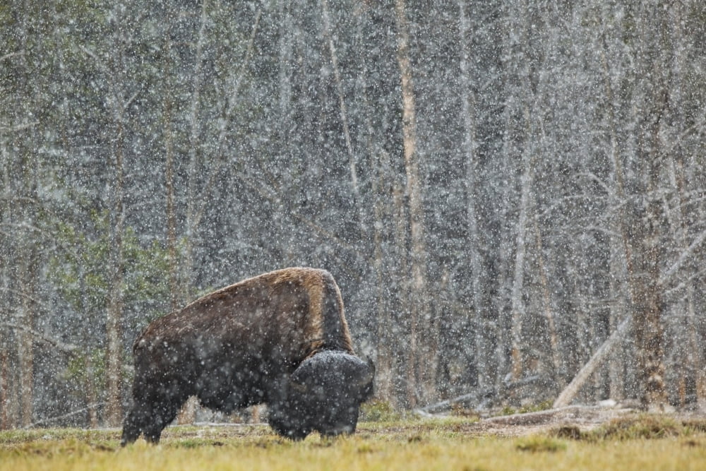 A Buffalo In Lamar Valley In Yellowstone National Park Wyoming Usa Canvas Art - Richard Wear Design Pics (17 x 11)