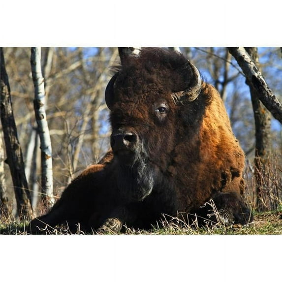 A Buffalo Resting Poster Print
