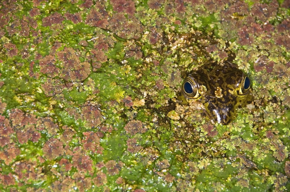 A Bullfrog (Rana Catesbeiana) Hiding Under Duckweed Canvas Art - Jack Goldfarb Design Pics (36 x 24)