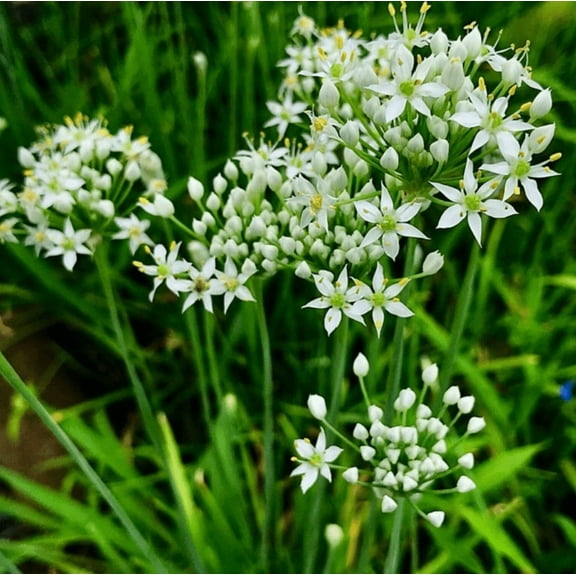 A Bunch 20 Garlic Chive Plants Bare Root Allium Tuberosum Seedlings Chives Herb Plants 4-6 Inch Tall