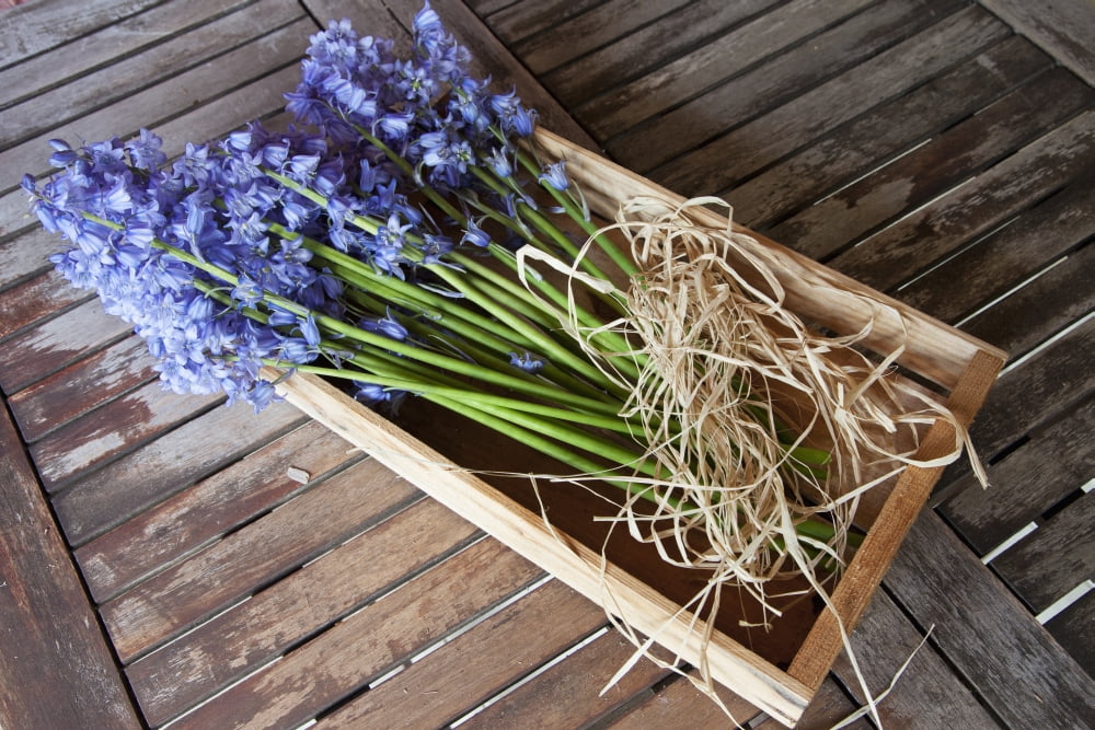 A Bundle Of Bluebells Tied With Twine Northumberland England Canvas Art - John Short Design Pics (19 x 12)