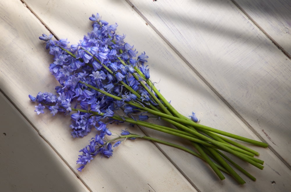 A Bundle Of Bluebells Whitburn Tyne And Wear England Canvas Art - John Short Design Pics (19 x 12)