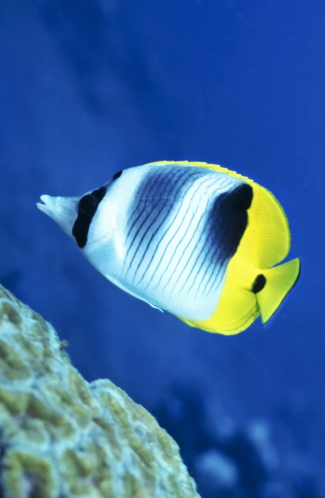 A Butterflyfish swims up along a coral reef Papua New Guinea Canvas Art - Michael WoodStocktrek Images (23 x 35)