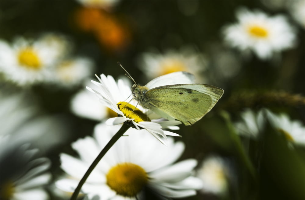 A Cabbage White Butterfly rests on a daisy Astoria Oregon United States of America Canvas Art - Robert L Potts Design Pics (38 x 24)