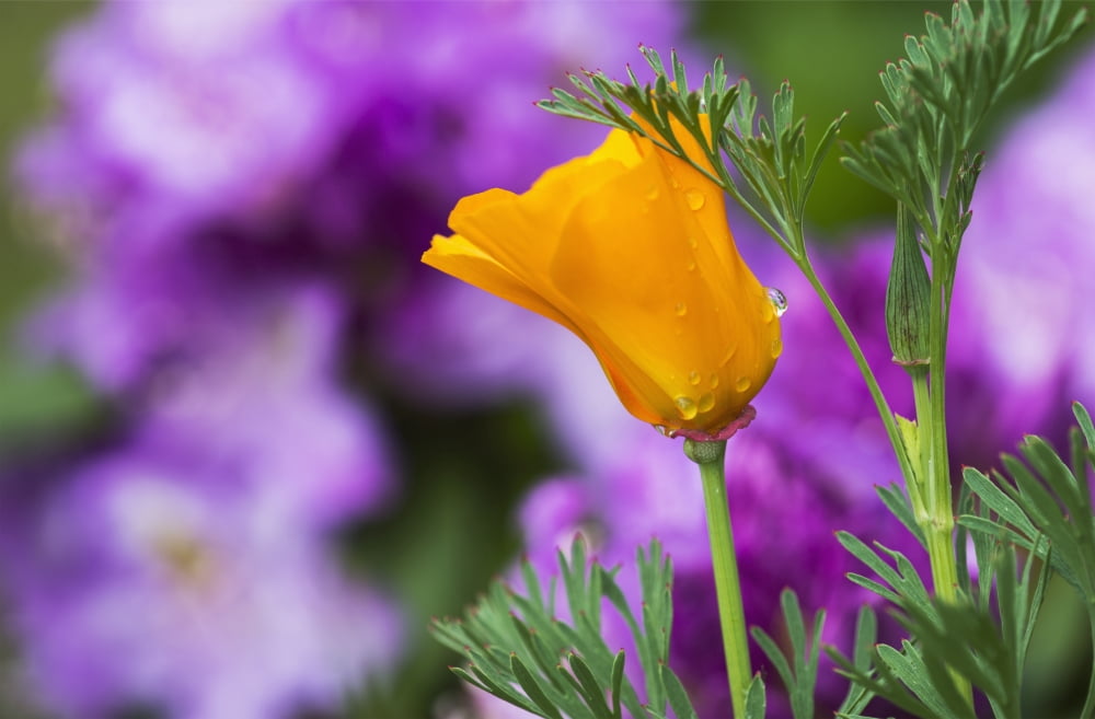 A California Poppy blooms in a garden Astoria Oregon United States of America Canvas Art - Robert L Potts Design Pics (19 x 12)