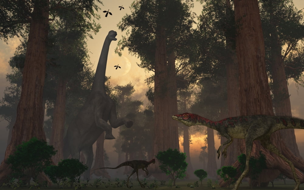 A Camarasaurus dinosaur feeding while a pair of Compsognathus sneak around Canvas Art - Mark StevensonStocktrek Images (36 x 23)