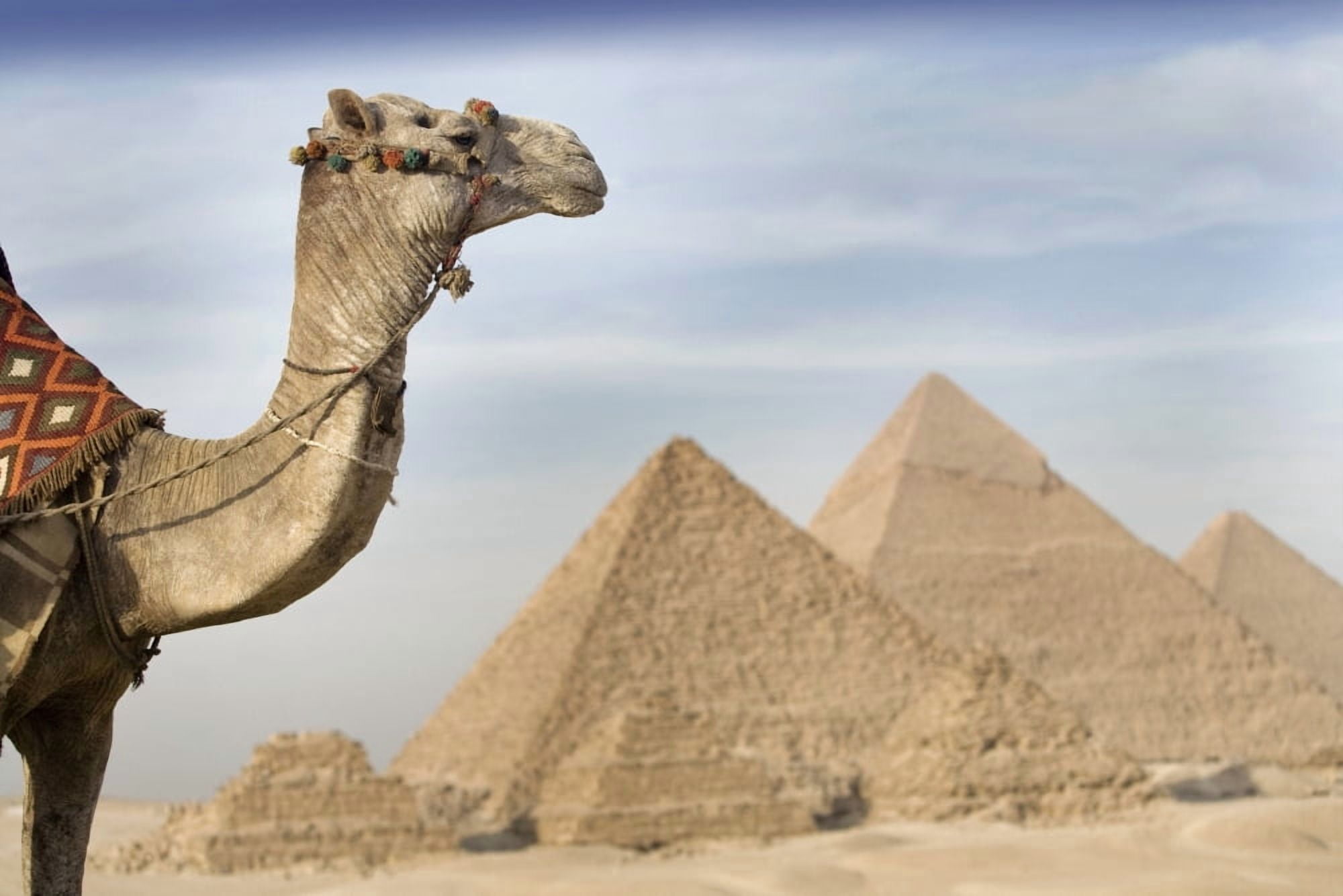 A Camel With The Pyramids In The Background CairoEgyptAfrica Canvas Art - Deddeda Design Pics (19 x 12)
