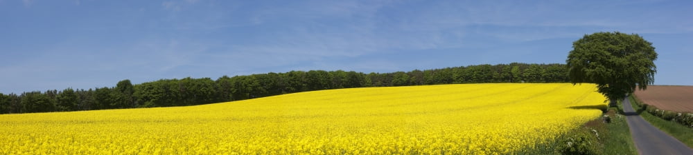 A Canola Field Along A Road Northumberland England Canvas Art - John Short Design Pics (46 x 10)