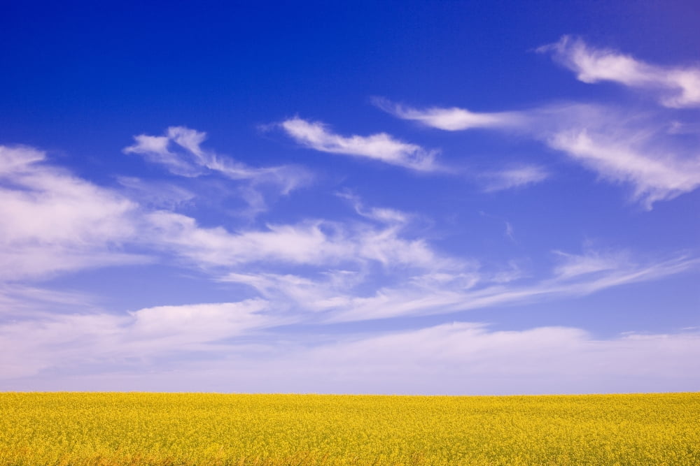 A Canola Field Canvas Art - Carson Ganci Design Pics (17 x 11)