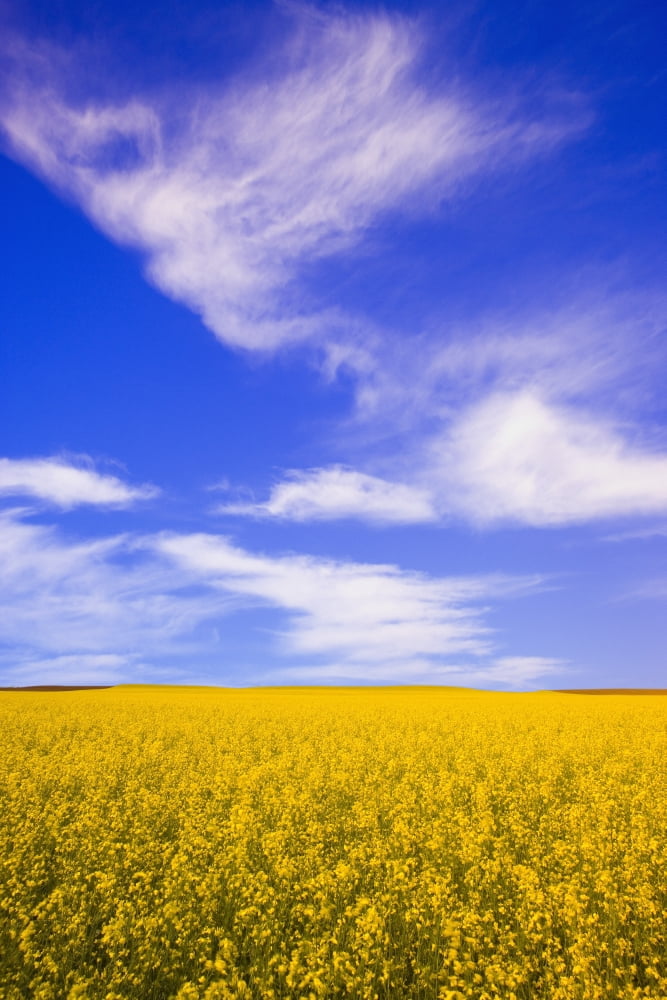 A Canola Field Canvas Art - Carson Ganci  Design Pics (22 x 34)