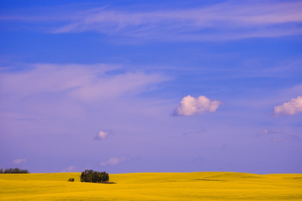 A Canola Field Canvas Art - Carson Ganci Design Pics (34 x 22)