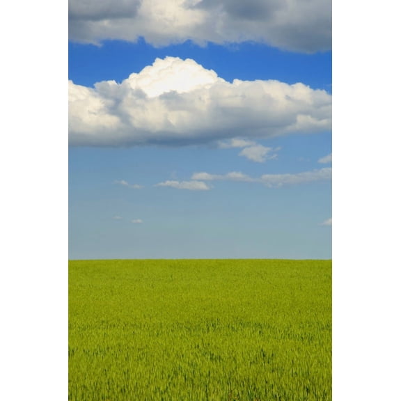 A Canola Field Canvas Art - Dean Muz Design Pics (11 x 17)