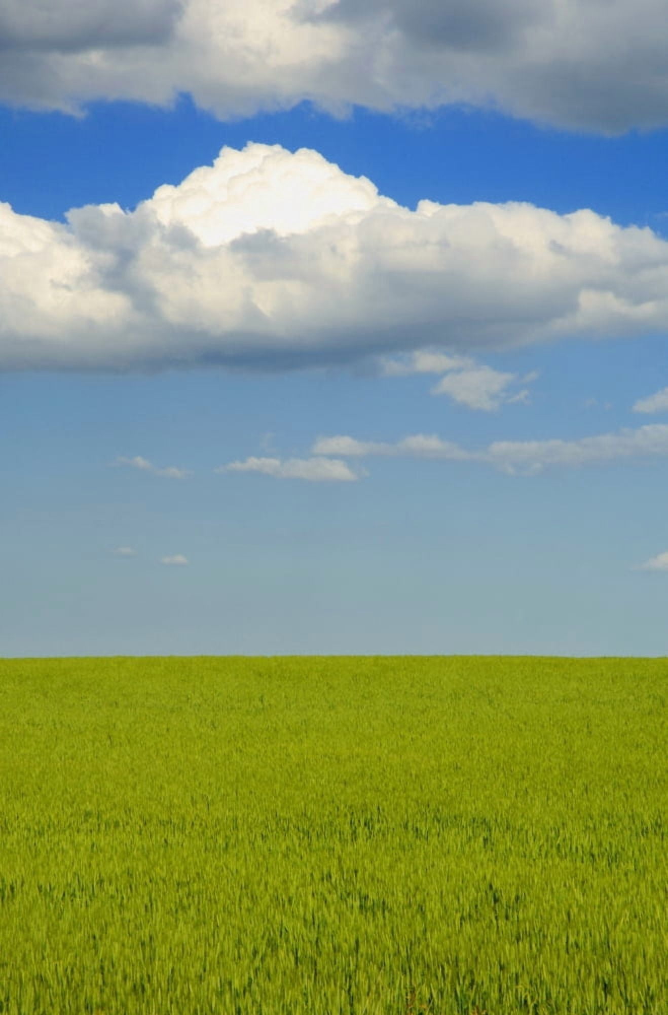 A Canola Field Canvas Art - Dean Muz Design Pics (22 x 34)