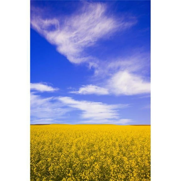 A Canola Field Poster Print by Carson Ganci - 11 x 17