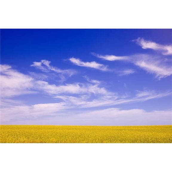 A Canola Field Poster Print by Carson Ganci, 34 x 22 - Large