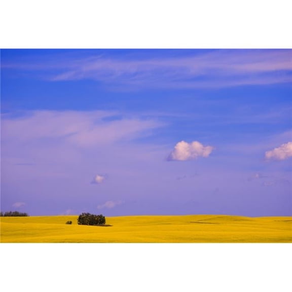 A Canola Field Poster Print by Carson Ganci, 34 x 22 - Large