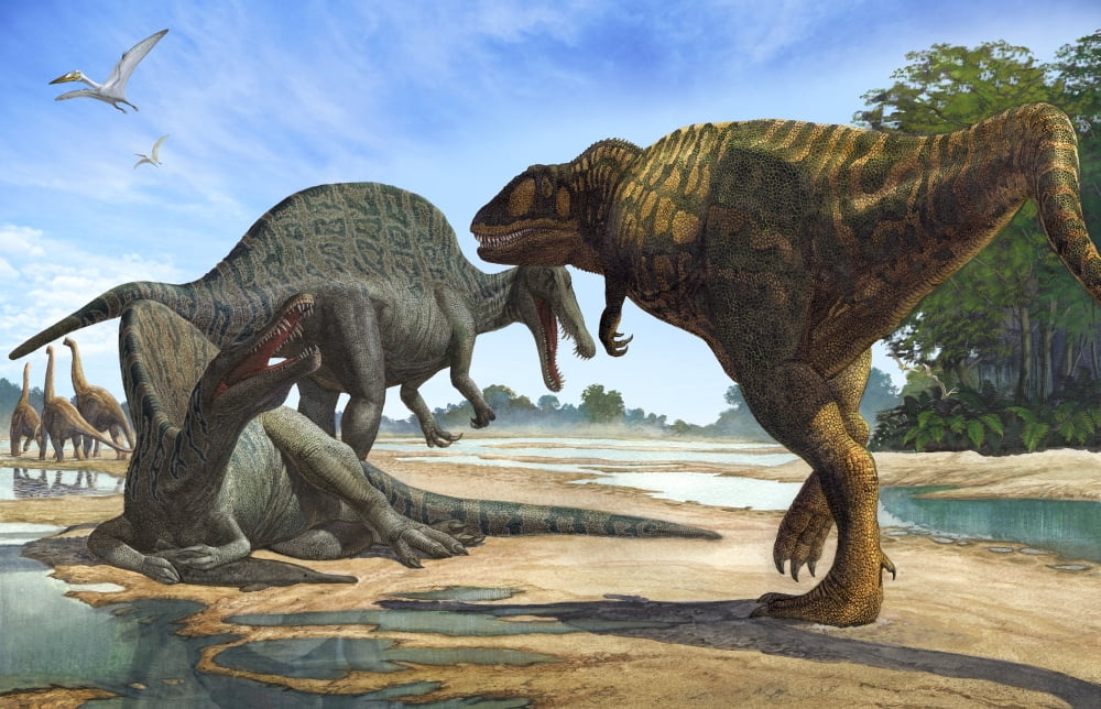 A Carcharodontosaurus invades the territory of two Spinosaurus dinosaurs Canvas Art - Sergey KrasovskiyStocktrek Images (18 x 12)