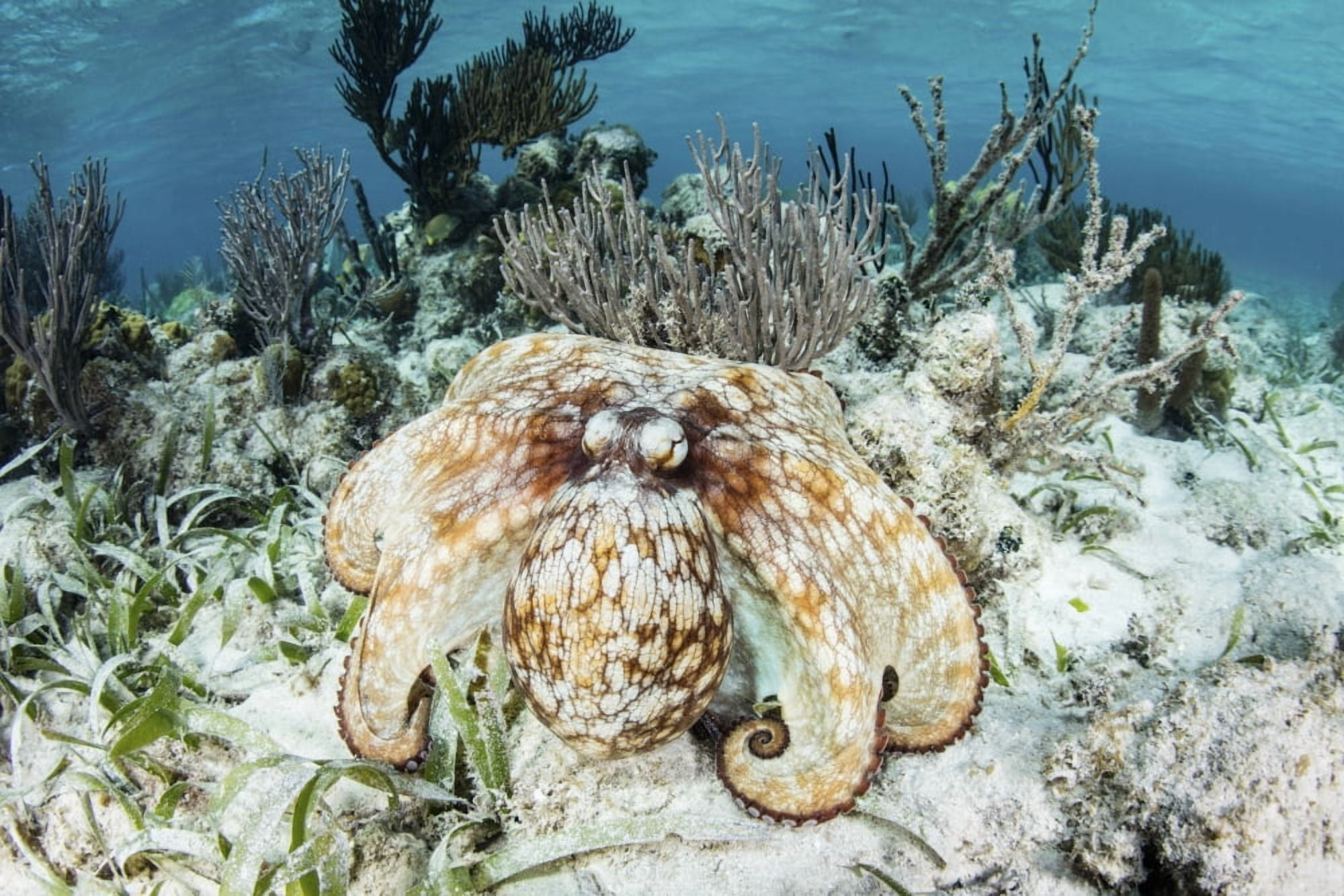 A Caribbean reef octopus on the seafloor off the coast of Belize Canvas Art - Ethan DanielsStocktrek Images (17 x 12)