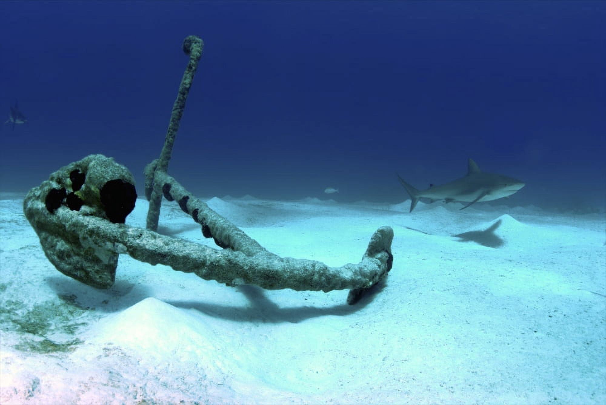 A Caribbean reef shark swims by the anchor at Treasure Wreck Canvas Art - Amanda NichollsStocktrek Images (17 x 12)