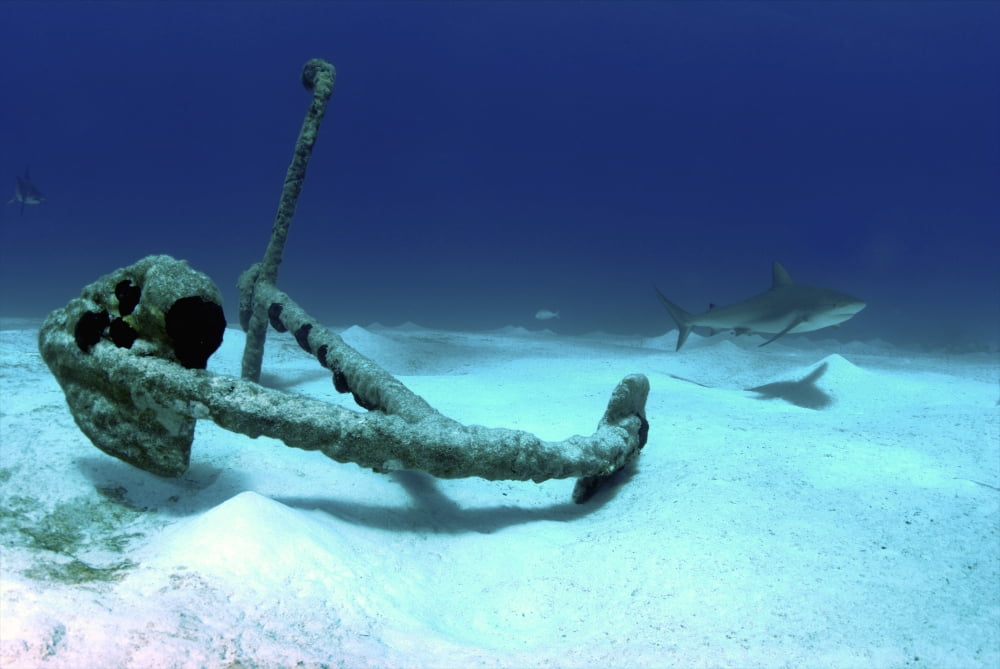 A Caribbean reef shark swims by the anchor at Treasure Wreck Canvas Art - Amanda NichollsStocktrek Images (34 x 23)