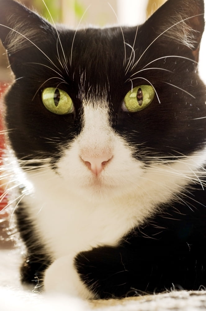 A Cat Canvas Art - Ben Welsh Design Pics (22 x 34)