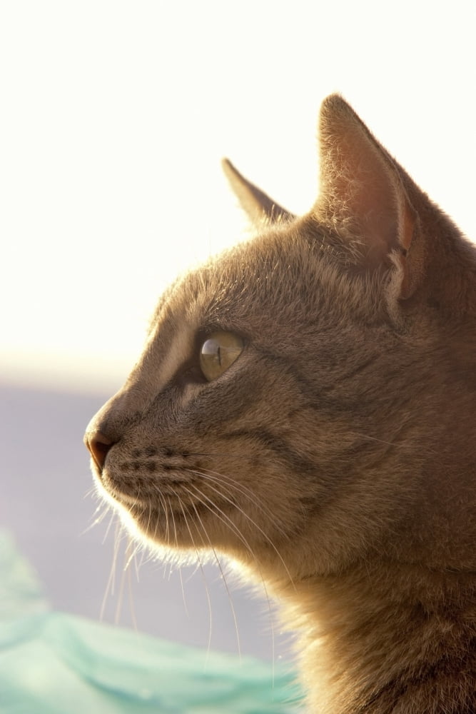 A Cat Watching Canvas Art - John Short Design Pics (22 x 34)