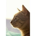 thumbnail image 1 of A Cat Watching Poster Print, Large - 22 x 34, 1 of 1