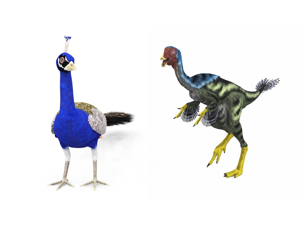 A Caudipteryx compared to a modern adult peacock Canvas Art - Walter MyersStocktrek Images (17 x 13)