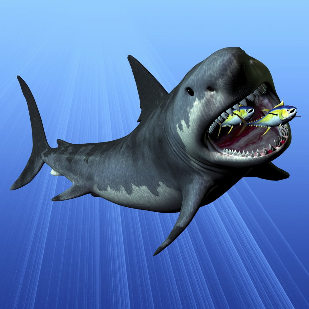 A Cenozoic Era Megalodon devours two swimming tuna Canvas Art - Corey FordStocktrek Images (28 x 28)