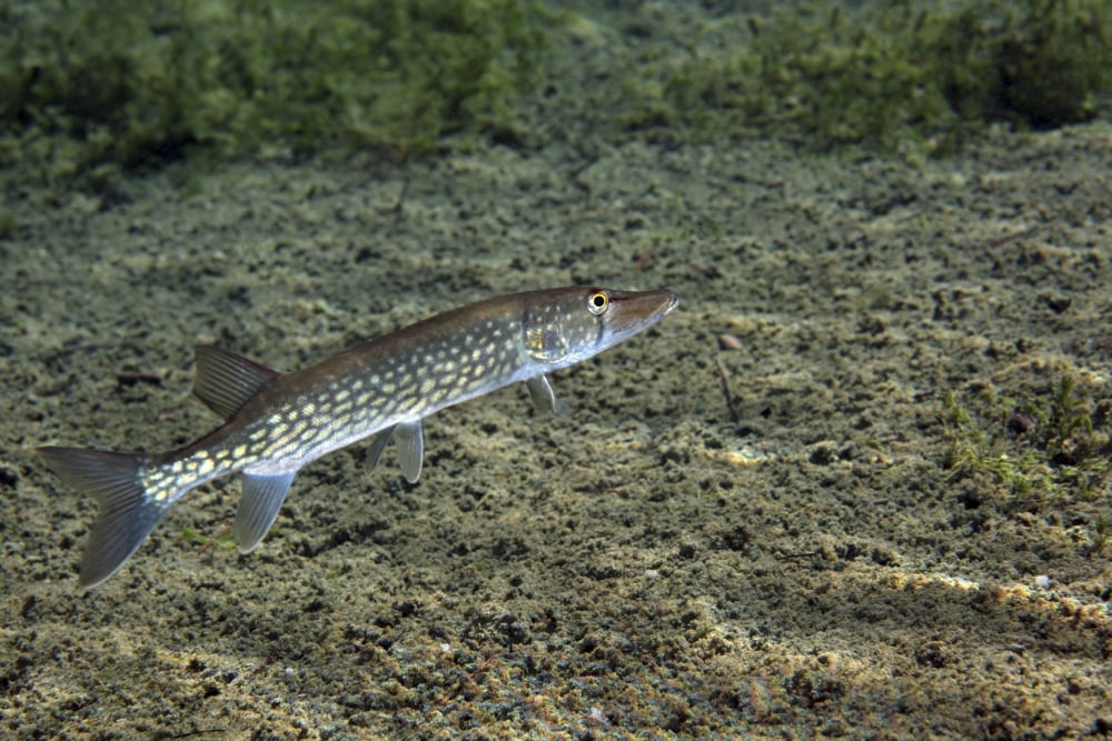 A Chain Pickerel wimming the river bottom Canvas Art - Michael WoodStocktrek Images (35 x 23)