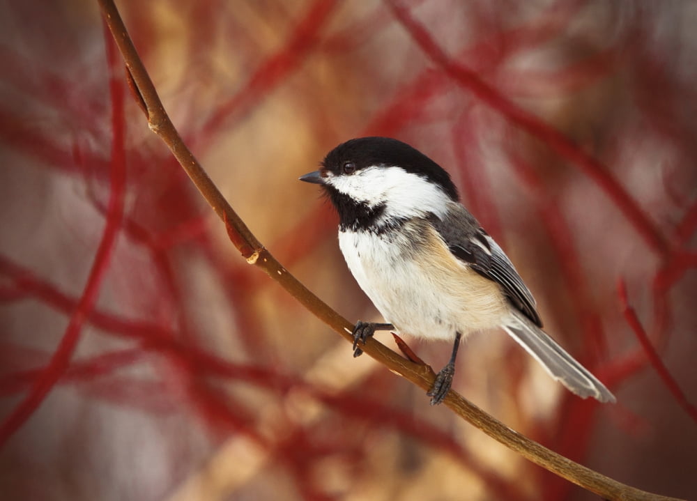 A Chickadee Sits On A Tree Branch With Red Twigs In The Background Spruce Grove Alberta Canada Canvas Art - Steve Nagy Design Pics (18 x 13)