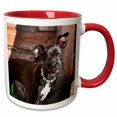 thumbnail image 1 of 3drose, a Chihuahua Dog on an Old Wooden Bench - Us05 Zmu0018 - Zandria Muench Beraldo, 11oz Two-tone Red Mug, 1 of 6